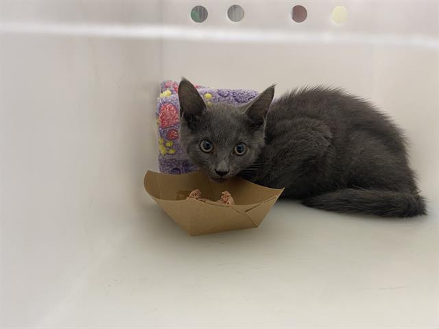 Shelter Stray Female Cat last seen Near BLOCK WEST BRENTWOOD CT, 3839 W Burnham St, West Milwaukee, WI 53215, USA