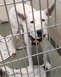 Shelter Stray Male Dog last seen I-25 FRONTAGE RD ZIA MOBILE HOME, 100 Caja Del Rio Rd, Santa Fe, NM 87507, USA