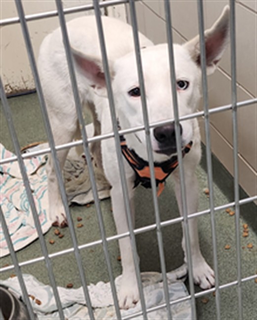 Shelter Stray Male Dog last seen I-25 FRONTAGE RD ZIA MOBILE HOME, 100 Caja Del Rio Rd, Santa Fe, NM 87507, USA