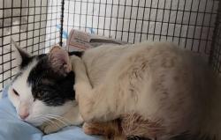 Shelter Stray Male Cat last seen Near BLOCK NW 48 AV, PLANTATION FL 33317, 2400 SW 42nd St, Fort Lauderdale, FL 33312, USA