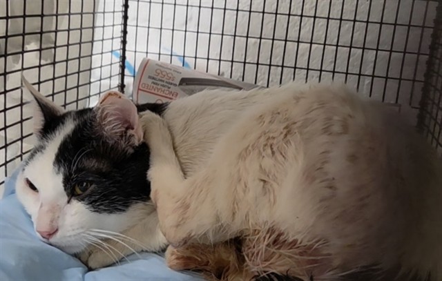 Shelter Stray Male Cat last seen Near BLOCK NW 48 AV, PLANTATION FL 33317, 2400 SW 42nd St, Fort Lauderdale, FL 33312, USA