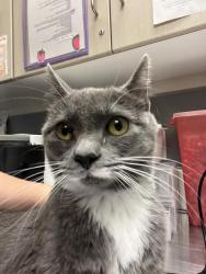 Shelter Stray Female Cat last seen Near BLK OF PATRIOTIC, 655 N Mojave Rd, Las Vegas, NV 89101, USA