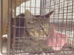 Shelter Stray Unknown Cat last seen HEDGE AVE/FRUITRIDGE RD, 95829, 3839 Bradshaw Rd, Sacramento, CA 95827, USA