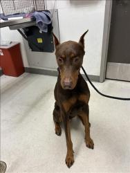 Shelter Stray Male Dog last seen , 11361 W Pico Blvd, Los Angeles, CA 90064, USA