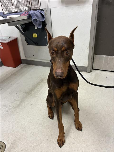 Shelter Stray Male Dog last seen , 11361 W Pico Blvd, Los Angeles, CA 90064, USA