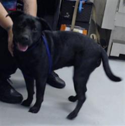 Shelter Stray Female Dog last seen Near BLOCK MANCHESTER RD, SPRING LAKE NC 28390, 4704 Corporation Dr, Fayetteville, NC 28306, USA