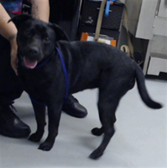Shelter Stray Female Dog last seen Near BLOCK MANCHESTER RD, SPRING LAKE NC 28390, 4704 Corporation Dr, Fayetteville, NC 28306, USA