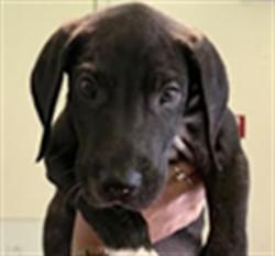 Shelter Stray Female Dog last seen , 1850 W 60th St, Los Angeles, CA 90047, USA