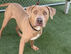 Shelter Stray Male Dog last seen , 1850 W 60th St, Los Angeles, CA 90047, USA