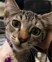 Shelter Stray Male Cat last seen , 1850 W 60th St, Los Angeles, CA 90047, USA