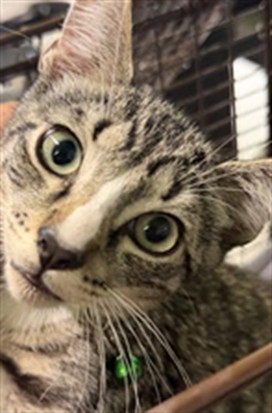 Shelter Stray Male Cat last seen , 1850 W 60th St, Los Angeles, CA 90047, USA