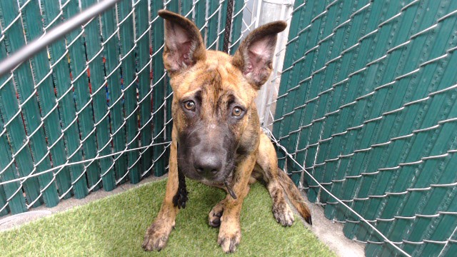 Shelter Stray Male Dog last seen , 11258 Garfield Ave, Downey, CA 90242, USA