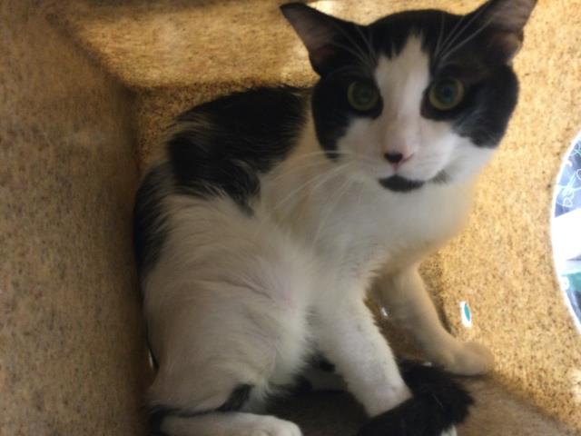 Shelter Stray Male Cat last seen Near BLOCK LEIGH ST, JURUPA VALLEY, CA, 6851 Van Buren Boulevard, Jurupa Valley, CA 92509, USA