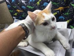 Shelter Stray Male Cat last seen Near BLOCK LEIGH ST, JURUPA VALLEY, CA, 6851 Van Buren Boulevard, Jurupa Valley, CA 92509, USA