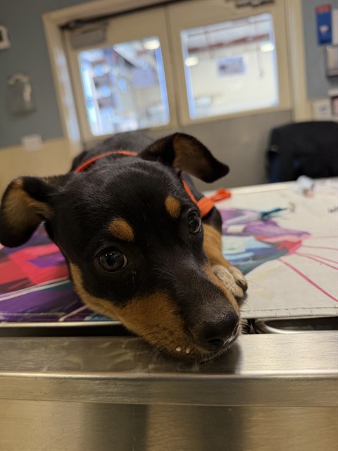 Shelter Stray Female Dog last seen Near BLOCK BEN NAVIS BLVD, 6851 Van Buren Boulevard, Jurupa Valley, CA 92509, USA