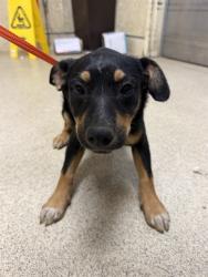 Shelter Stray Female Dog last seen Near BLOCK BEN NAVIS BLVD, 6851 Van Buren Boulevard, Jurupa Valley, CA 92509, USA