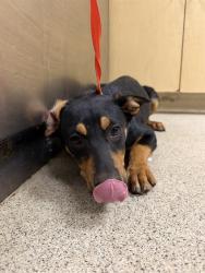 Shelter Stray Male Dog last seen Near BLOCK BEN NAVIS BLVD, 6851 Van Buren Boulevard, Jurupa Valley, CA 92509, USA
