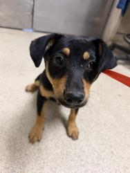 Shelter Stray Female Dog last seen Near BLOCK BEN NAVIS BLVD, 6851 Van Buren Boulevard, Jurupa Valley, CA 92509, USA