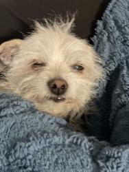 Lost Male Dog last seen Eastern and Bonaza, Las Vegas, NV 89101