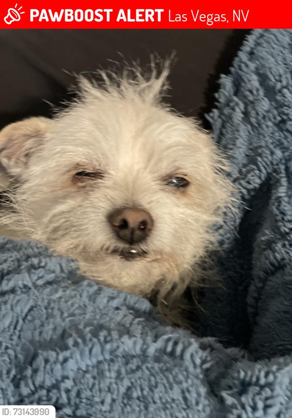 Lost Male Dog last seen Eastern and Bonaza, Las Vegas, NV 89101
