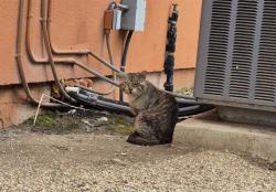 Shelter Stray Male Cat last seen Near BLOCK ROOSEVELT, 4710 TX-151, San Antonio, TX 78227, USA