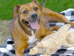 Shelter Stray Female Dog last seen Near BLOCK TARTARY DR, TALLAHASSEE FL 32301, 1125 Easterwood Dr, Tallahassee, FL 32311, USA