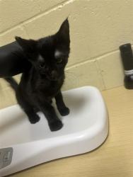Shelter Stray Female Cat last seen , 2127 Front St, Sacramento, CA 95818, USA