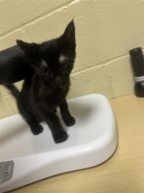 Shelter Stray Female Cat last seen , 2127 Front St, Sacramento, CA 95818, USA