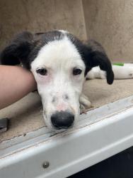 Shelter Stray Male Dog last seen SW 29TH ST/PENNSYLVANIA AVE, 2811 SE 29th St, Oklahoma City, OK 73129, USA