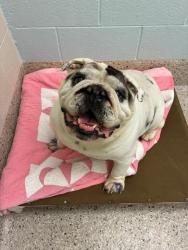 Shelter Stray Male Dog last seen Near BLOCK IRMA DR, 12155 Park Blvd, Brighton, CO 80601, USA