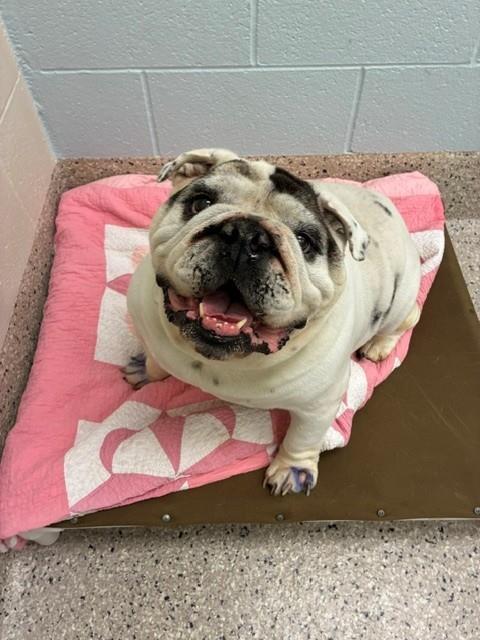Shelter Stray Male Dog last seen Near BLOCK IRMA DR, 12155 Park Blvd, Brighton, CO 80601, USA