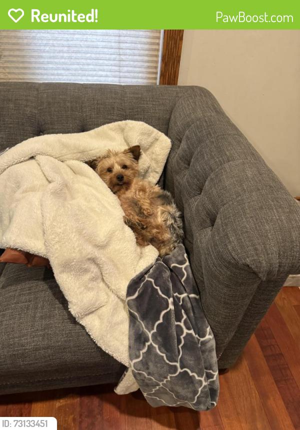 Reunited Male Dog last seen Octavia ave and harlem, Chicago, IL 60707