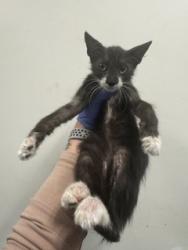 Shelter Stray Female Cat last seen Near BLOCK SW 16TH TER, 3599 NW 79th Ave, Doral, FL 33122, USA