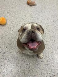 Shelter Stray Male Dog last seen 136TH AND HOLLY, 12155 Park Blvd, Brighton, CO 80601, USA