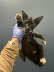 Shelter Stray Male Cat last seen Near BLOCK SW 16TH TER, 3599 NW 79th Ave, Doral, FL 33122, USA