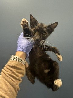 Shelter Stray Male Cat last seen Near BLOCK SW 16TH TER, 3599 NW 79th Ave, Doral, FL 33122, USA