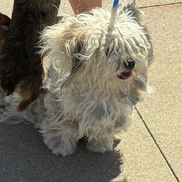 Shelter Stray Male Dog last seen Near BLOCK E 120TH AVE, 12155 Park Blvd, Brighton, CO 80601, USA