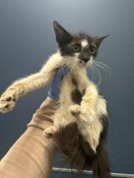 Shelter Stray Female Cat last seen Near BLOCK SW 16TH TER, 3599 NW 79th Ave, Doral, FL 33122, USA