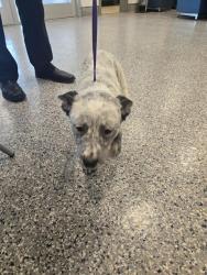 Shelter Stray Female Dog last seen 120TH AND CHAMBERS, 12155 Park Blvd, Brighton, CO 80601, USA