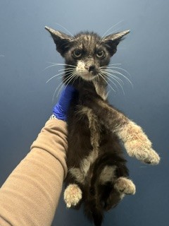 Shelter Stray Male Cat last seen Near BLOCK SW 16TH TER, 3599 NW 79th Ave, Doral, FL 33122, USA