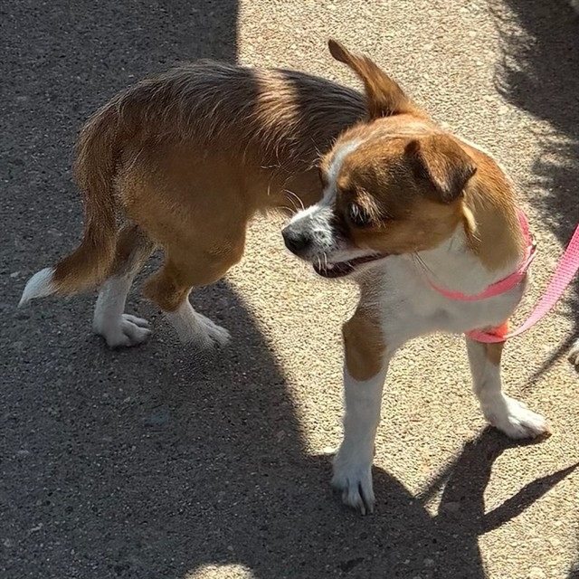 Shelter Stray Female Dog last seen Near BLOCK E 120TH AVE, 12155 Park Blvd, Brighton, CO 80601, USA