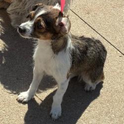 Shelter Stray Female Dog last seen Near BLOCK E 120TH AVE, 12155 Park Blvd, Brighton, CO 80601, USA