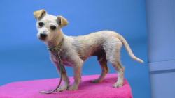 Shelter Stray Male Dog last seen , 216 W Victoria St, Gardena, CA 90248, USA