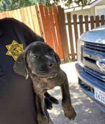 Shelter Stray Female Dog last seen , 600 Aviation Dr, Camarillo, CA 93010, USA