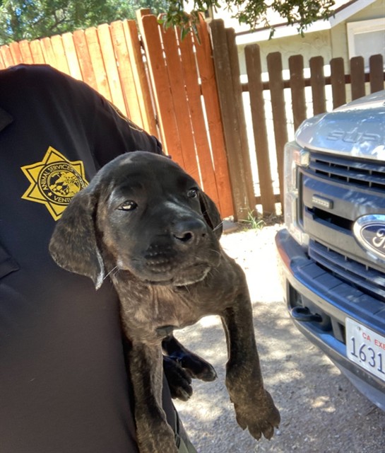 Shelter Stray Female Dog last seen , 600 Aviation Dr, Camarillo, CA 93010, USA