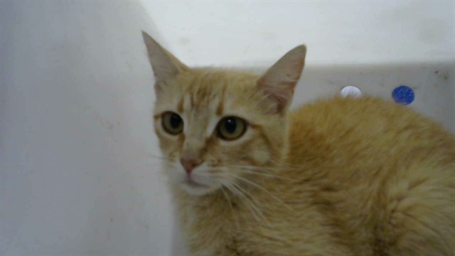Shelter Stray Female Cat last seen Near BLOCK LA VETA DR, 8920 Lomas Blvd NE, Albuquerque, NM 87112, USA