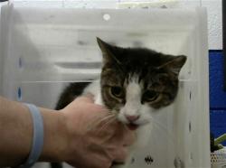 Shelter Stray Female Cat last seen Near BLOCK TRADING POST TRL SE, 8920 Lomas Blvd NE, Albuquerque, NM 87112, USA