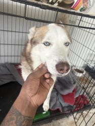 Lost Male Dog last seen Near first ave, Whittier, CA 90604