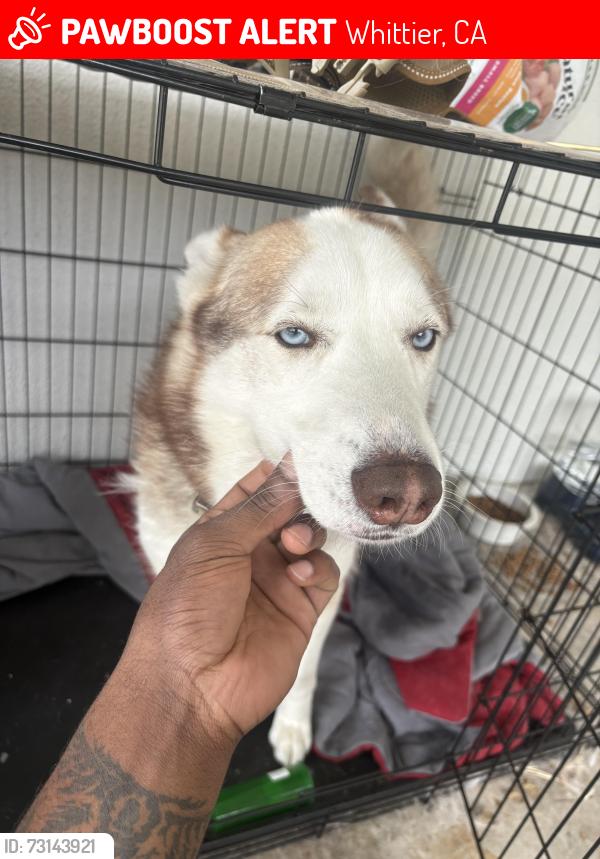 Lost Male Dog last seen Near first ave, Whittier, CA 90604