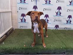 Shelter Stray Female Dog last seen , 2769 Conroy Rd, Orlando, FL 32839, USA
